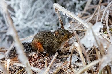 《森林之子》PC配置需求公布 1080Ti显卡就能爽玩