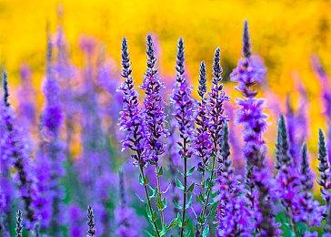 T2股价大跌13% 被收购公司Zynga股价上涨40%